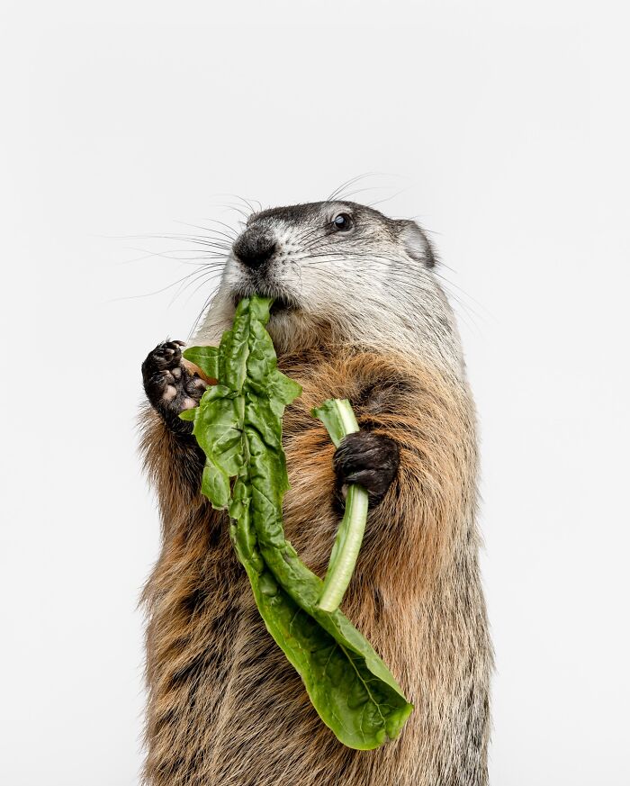 Close-up of a marmot sitting against blue background captured by Greg Murray with expressive animal photography.