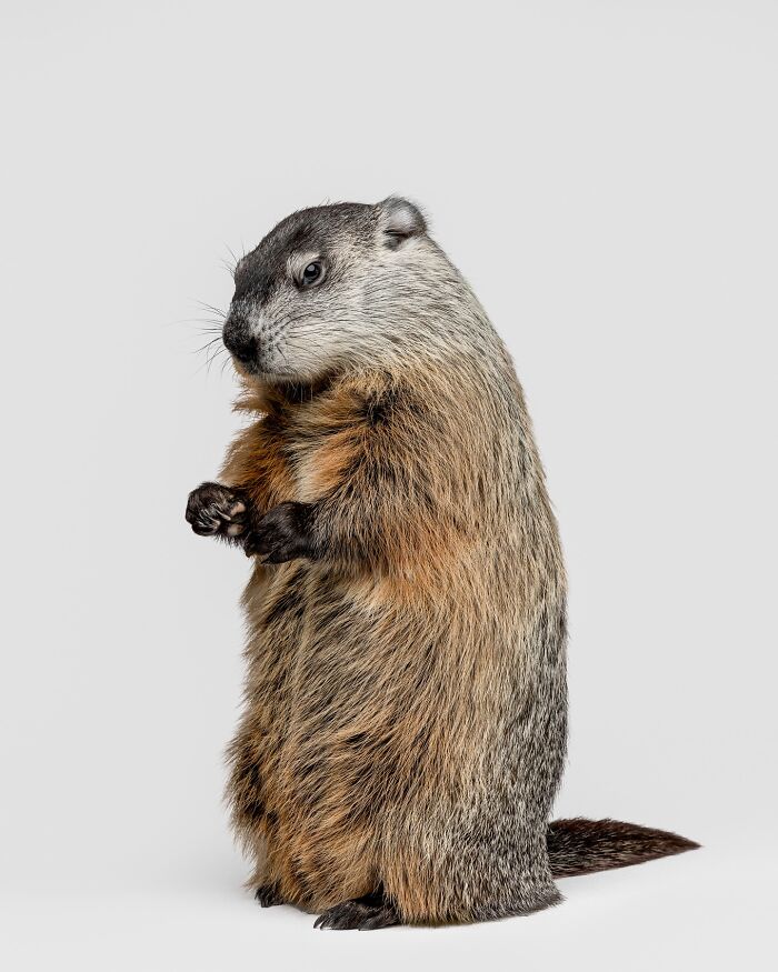 Close-up of a marmot sitting against blue background captured by Greg Murray with expressive animal photography.