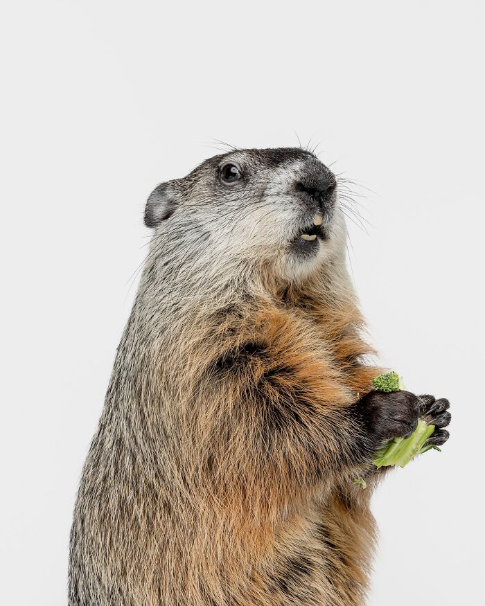 Close-up of a marmot sitting against blue background captured by Greg Murray with expressive animal photography.