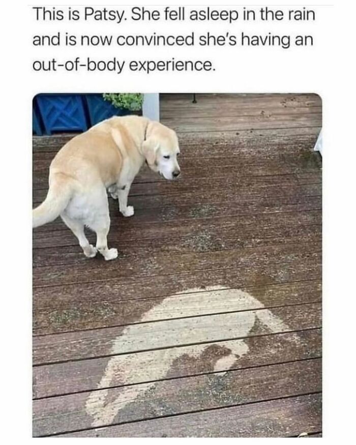 Yellow dog standing on a wooden deck with a wet dog-shaped outline next to it in funny and cute animal memes.