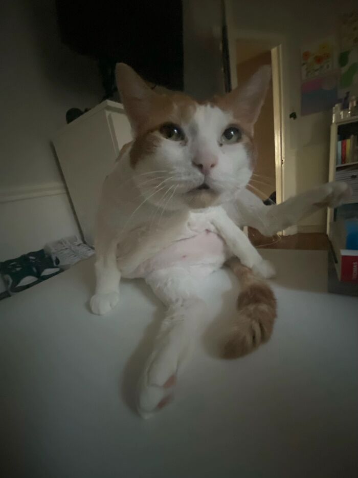 Awkward photo of a white and orange cat sitting with legs spread on a table in a dimly lit room.