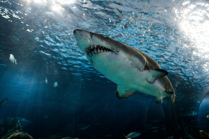Great white shark swimming in an aquarium, showcasing an impressive and powerful ocean predator.