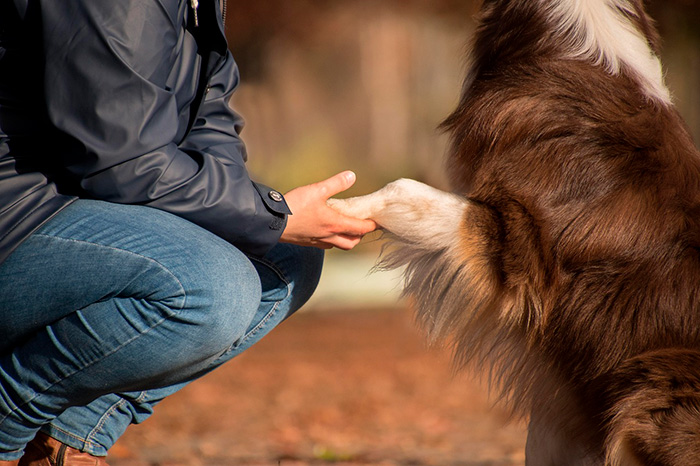 Person holding the paw of a brown and white dog, exploring the possibility of dogs being autistic like humans.