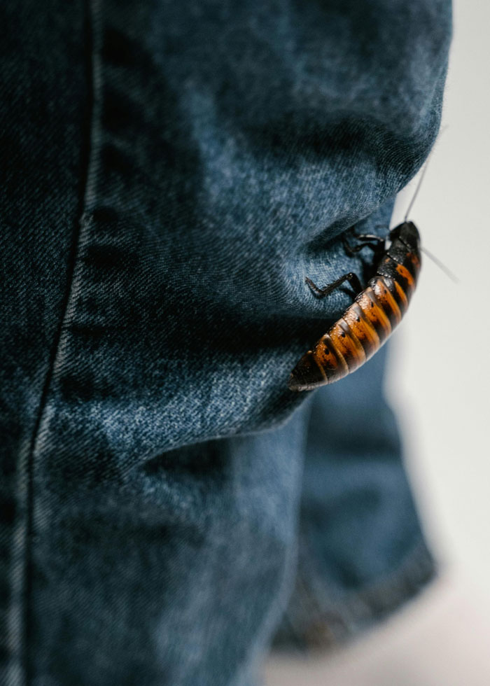 Cockroach crawling on dark blue denim jeans, illustrating the unusual claim involving a man and a cockroach.