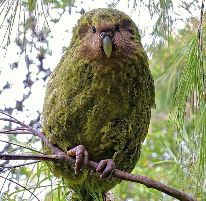 Slowest animal in the world perched on a tree branch surrounded by green foliage and natural light.