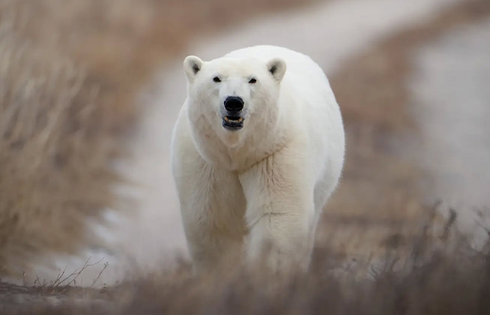 Polar bear walking through dry grass, one of the fierce contenders for strongest animal in the world.