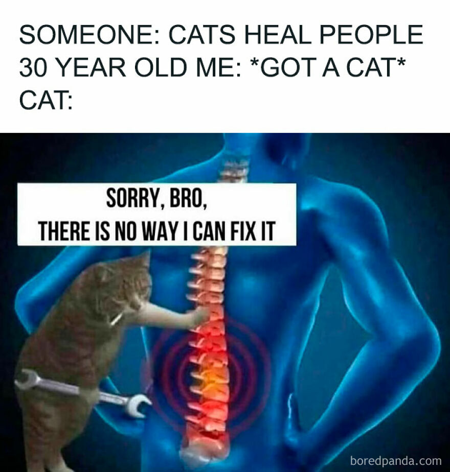 Cat humor meme showing a cat with a wrench trying to fix a glowing red spine, highlighting funny animal memes.