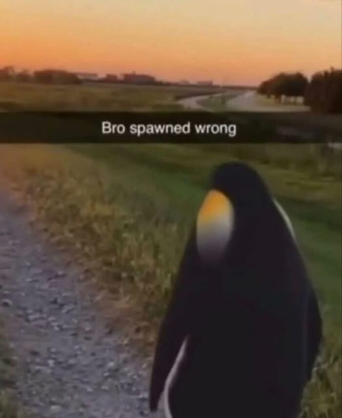 Penguin standing on a dirt path during sunset, captioned with humorous text for pics that go hard in nature.