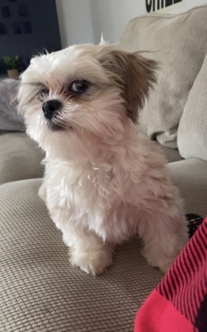 Small fluffy dog on a couch with an awkward expression, one eye looking sideways, captured in awkward pet photos.