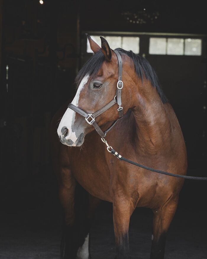 Brown horse with a white stripe on its face, captured by Greg Murray showcasing unique animal expressions against a black background.