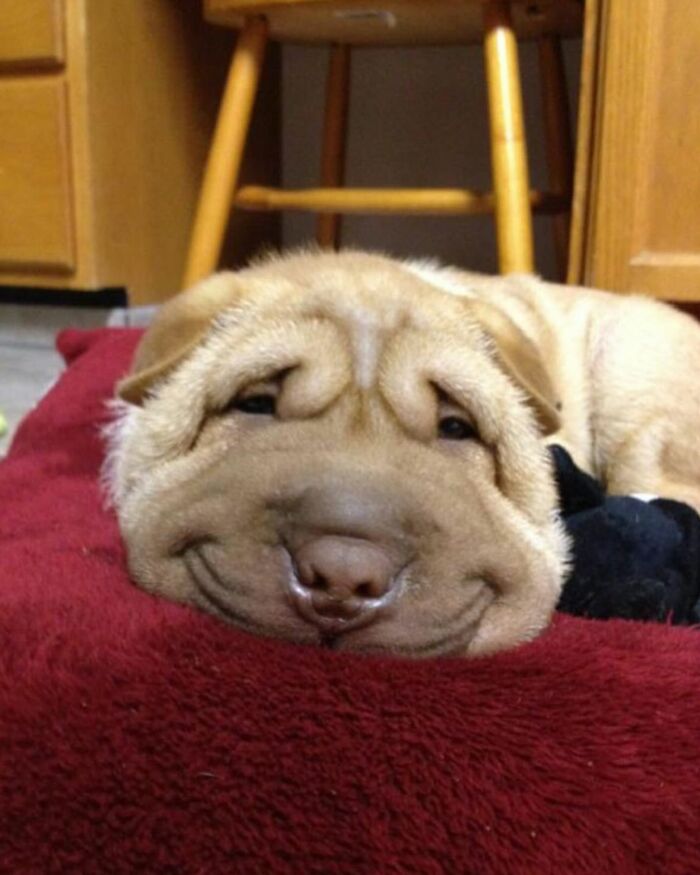 Smiling dog with wrinkled face resting on a red blanket, one of the funny and cute animal memes to brighten your day.