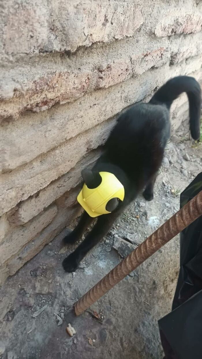 Black cat wearing a yellow toy helmet stretching beside a brick wall, showing wholesome and funny animal moments.