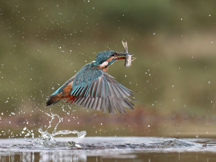 Kingfisher in mid-flight capturing a fish, showcasing the result of years spent waiting for the perfect wildlife shot.