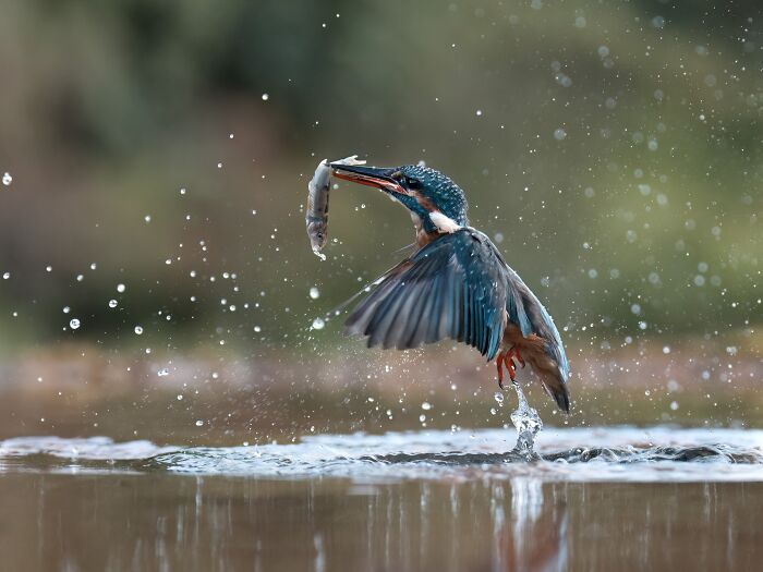 Kingfisher bird catching fish in midair over water with splashing droplets in a natural setting.