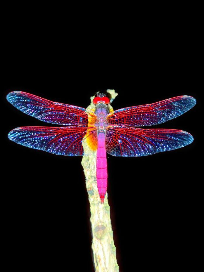 Macro photo of a vibrant dragonfly with red and purple wings revealing a hidden world of tiny creatures on black background.