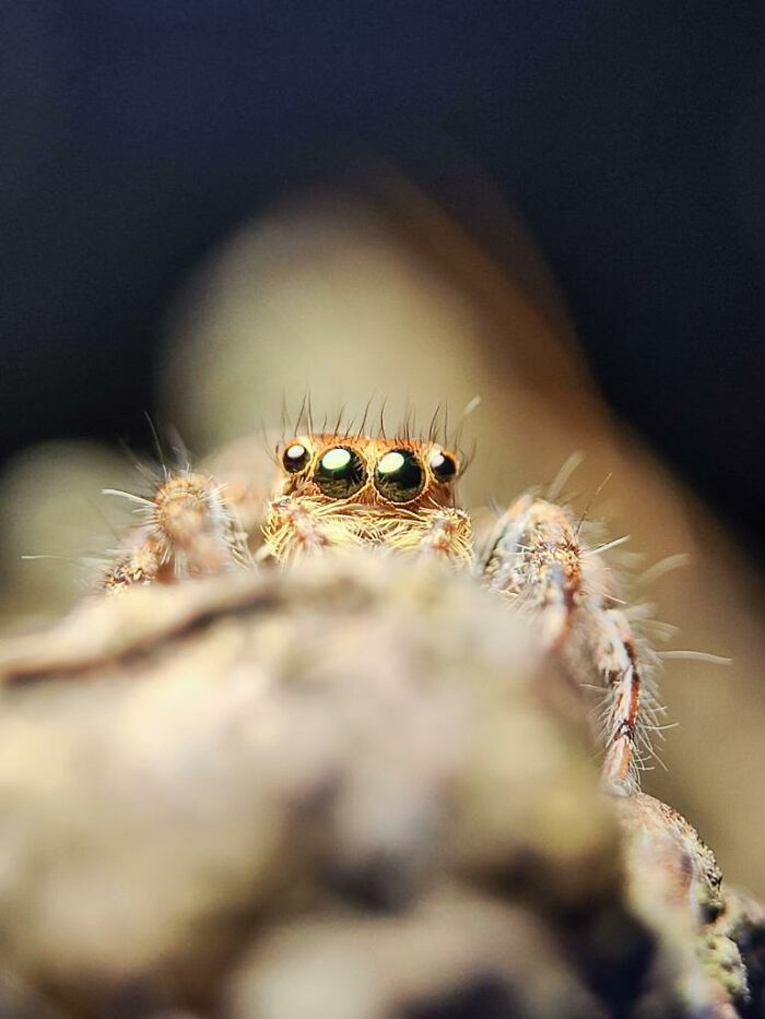 Close-up macro photo of a tiny spider with reflective eyes revealing a hidden world of tiny creatures.