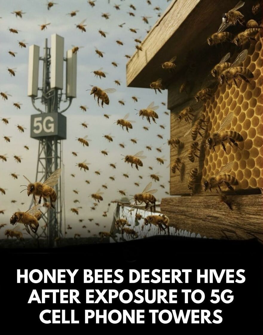 Honey bees flying near a hive and a 5G cell phone tower, illustrating facts about honey bees and technology exposure.