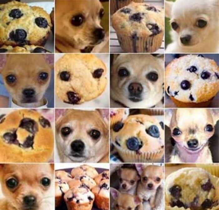 Chihuahua dogs and blueberry muffins side by side showing wholesome and funny animal comparisons.