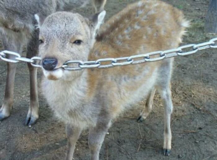 Young deer playfully biting a metal chain, showing wholesome and funny animal behavior in a natural setting.