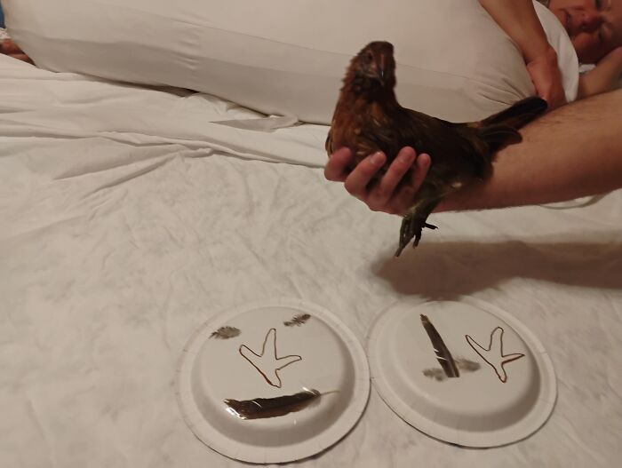 A person holding a chicken over plates with painted footprints and feathers, showcasing wholesome and funny animals.