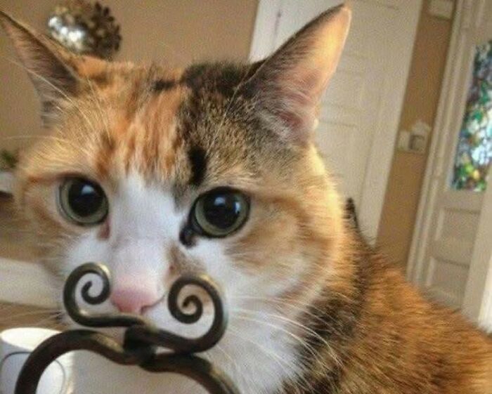 Close-up of a cat with a funny curled metal mustache, showcasing wholesome and ridiculous animal humor.