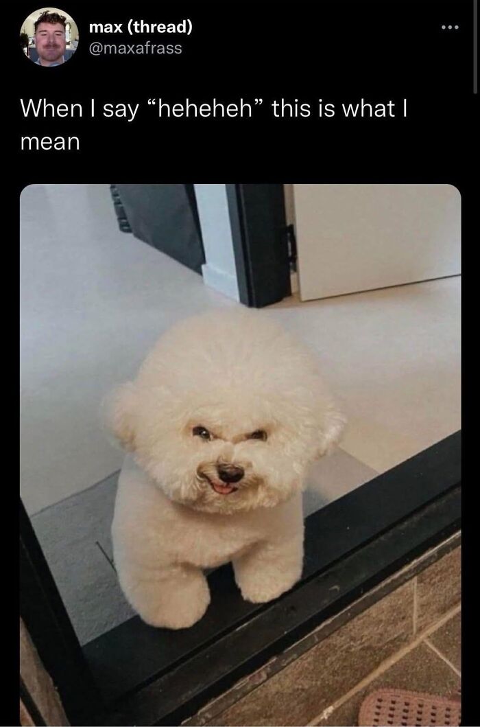 Fluffy white dog with a funny expression, showcasing wholesome and ridiculous animal moments shared in a Facebook group.