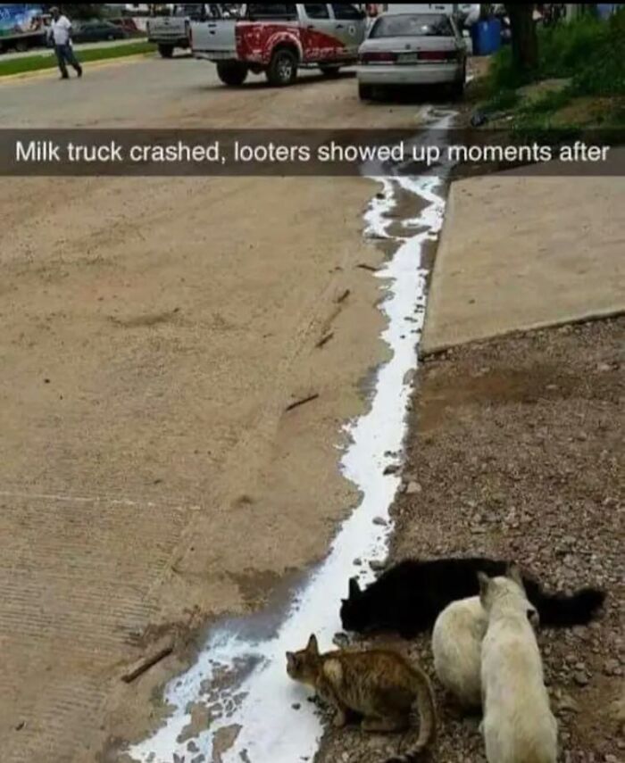 Four cats drinking spilled milk from a crashed truck, capturing wholesome and funny animal moments.