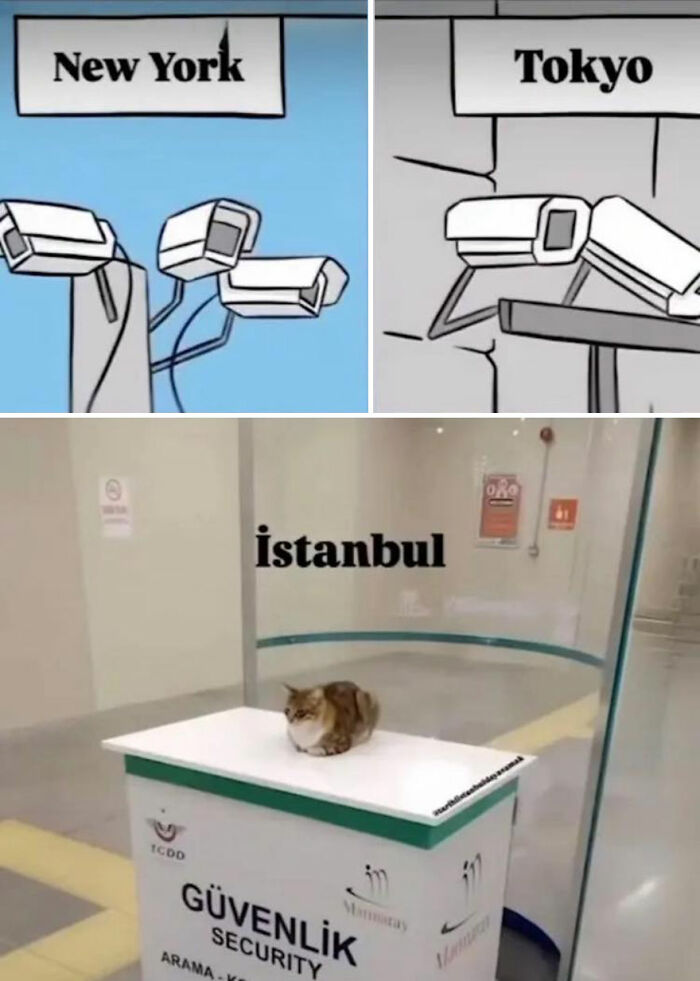 Surveillance cameras in New York and Tokyo compared to a security cat in Istanbul, showing wholesome and funny animal moments.