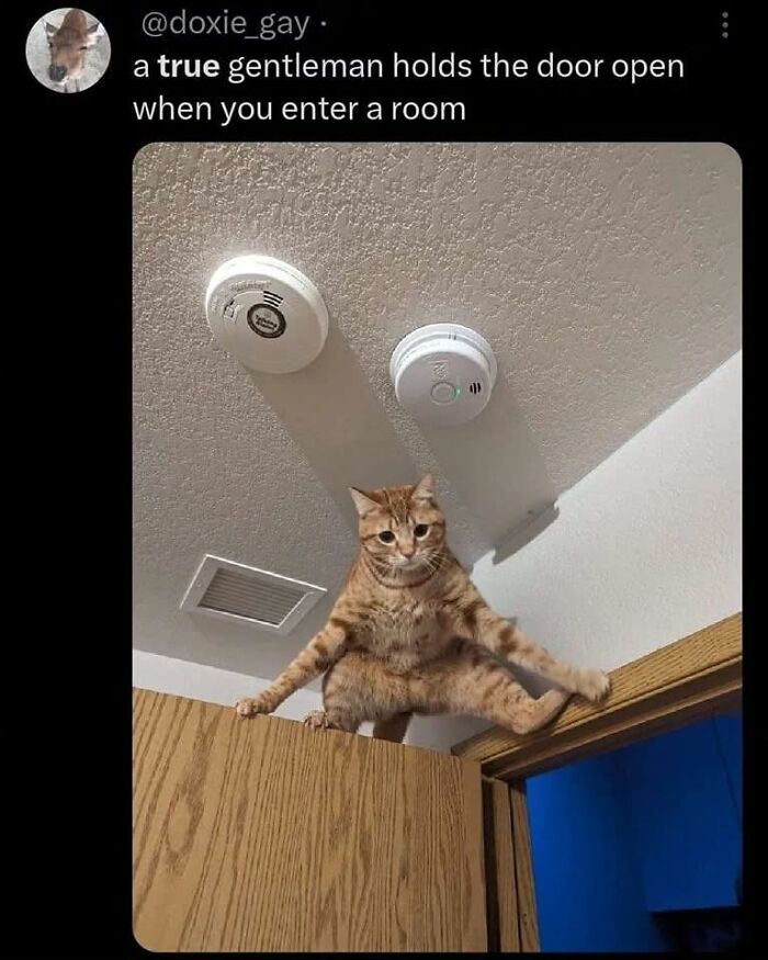 Cat perched humorously on top of a door, showcasing wholesome and funny animal moments shared in a Facebook group.