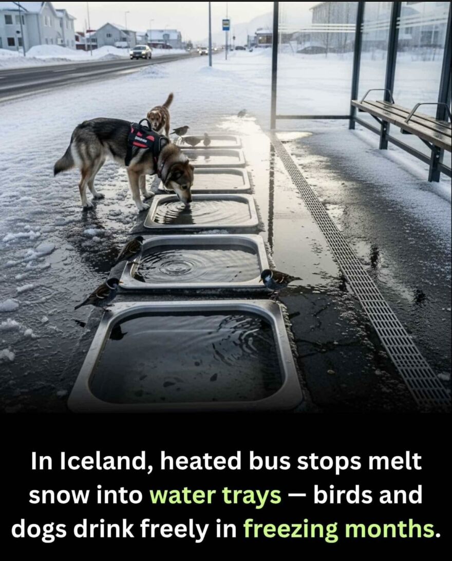 Heated bus stops in Iceland use water trays to provide drinking water for birds and dogs during freezing months.
