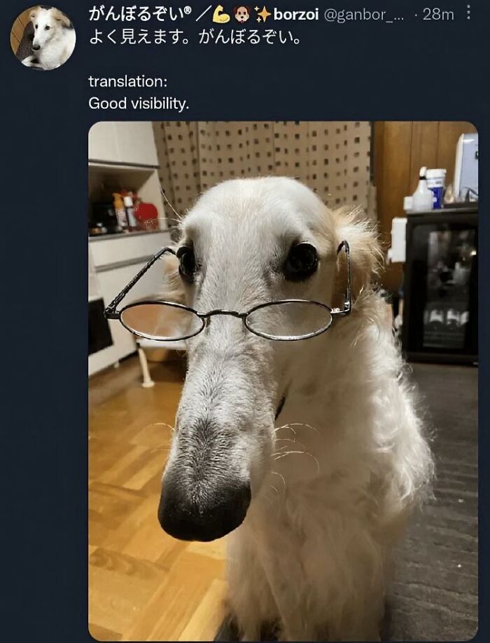 Dog wearing glasses indoors, showcasing wholesome and ridiculously funny animals shared in a popular Facebook group.