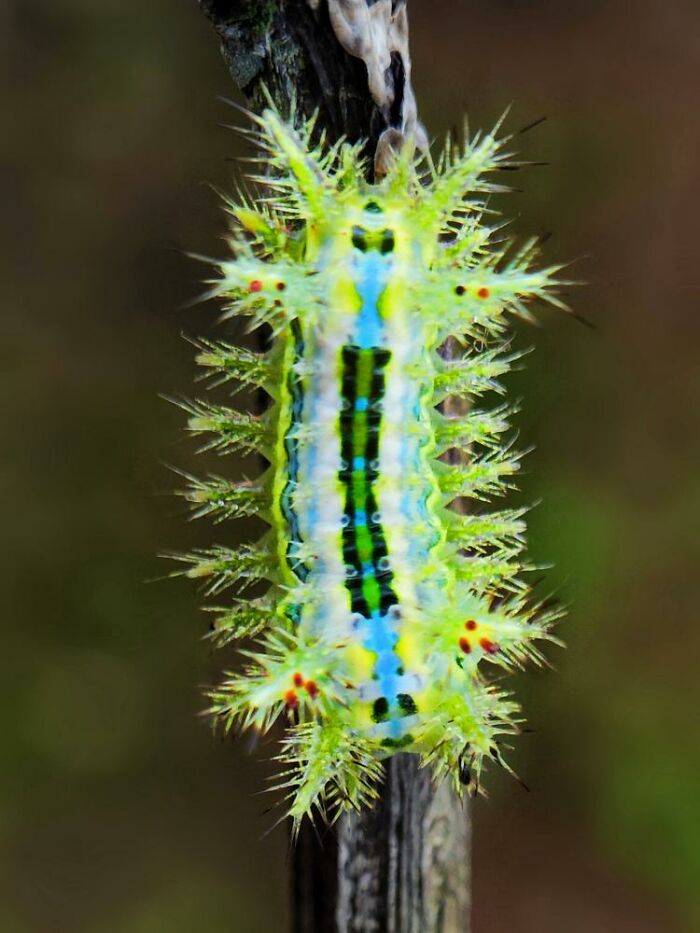 Bright green spiky caterpillar with blue and black stripes on a branch, captured in incredible macro photo of tiny creatures.