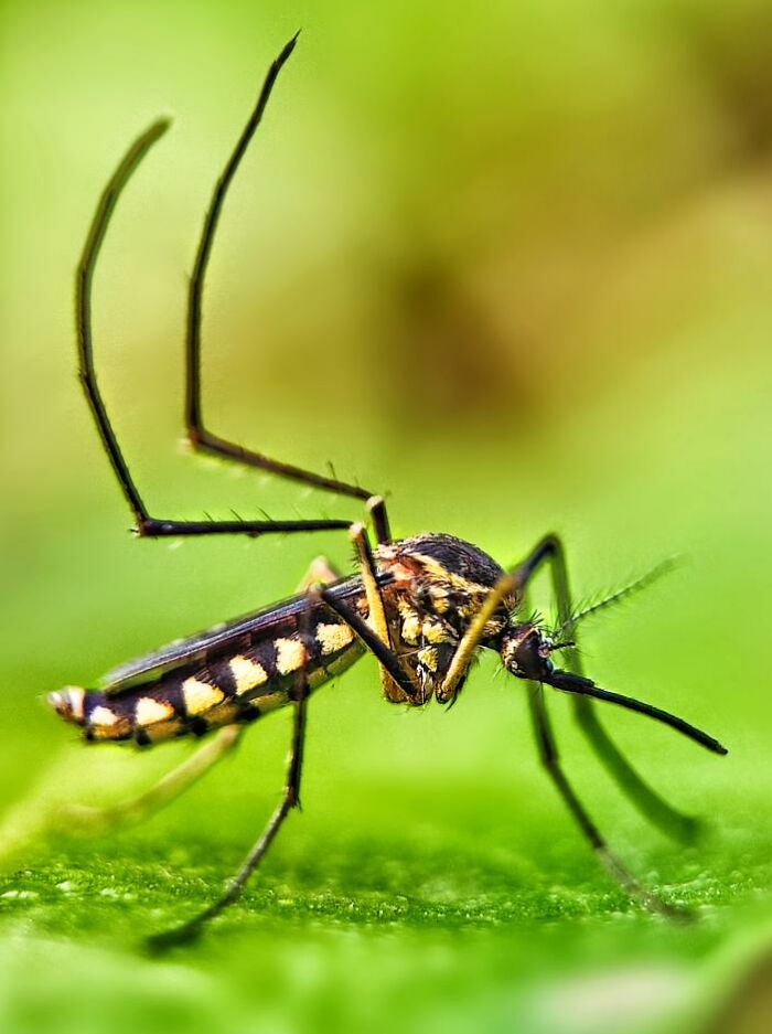 Macro photo of a tiny mosquito with detailed legs and body patterns on a green leaf revealing hidden tiny creatures.