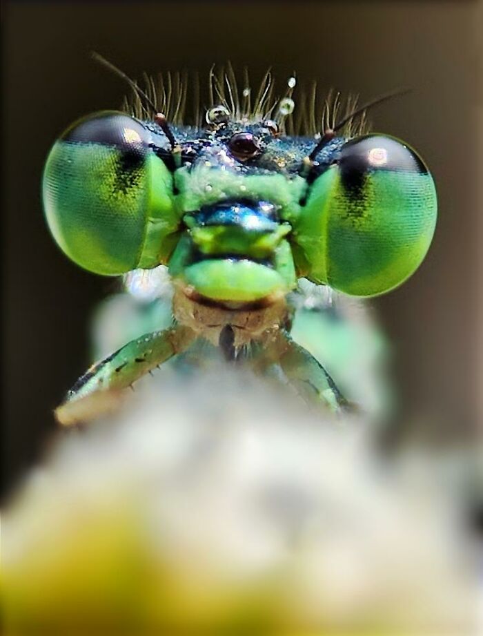 Close-up macro photo of a tiny green insect with large compound eyes revealing hidden creature details.