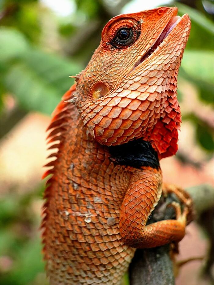Macro photo of a tiny red-scaled lizard clinging to a branch, revealing intricate textures of its skin and features.