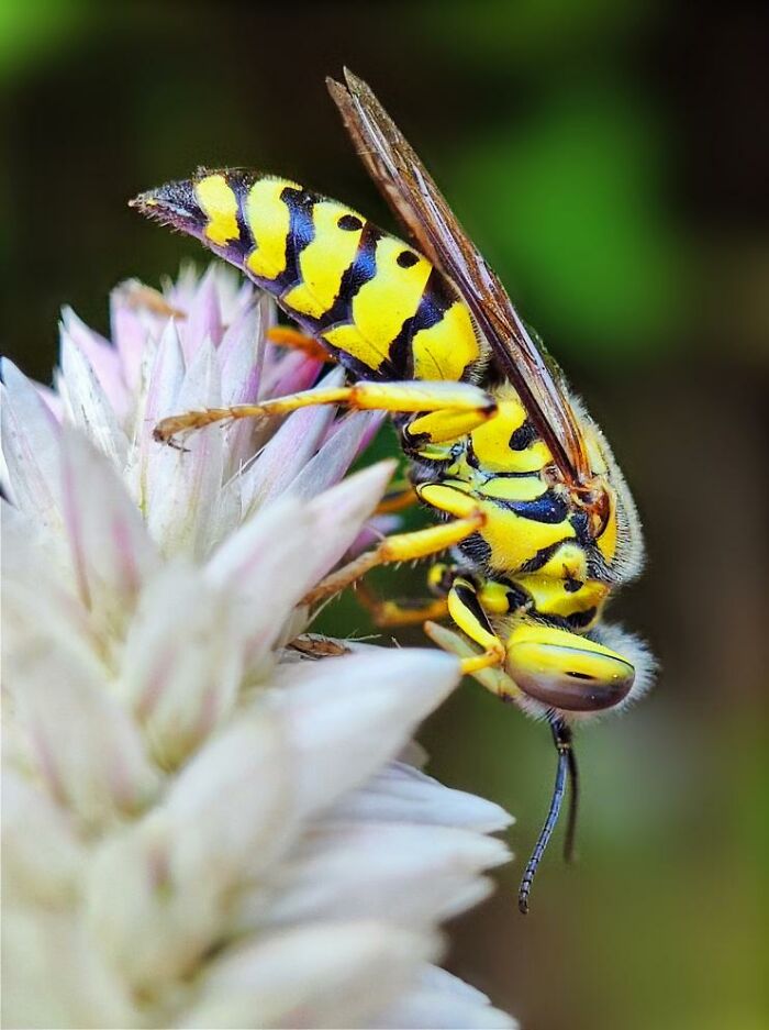 Macro photo of a yellow and black striped wasp perched on a white flower, revealing a hidden world of tiny creatures.
