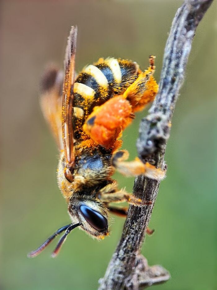 Close-up macro photo of a tiny bee covered in pollen clinging to a plant stem revealing the hidden world of tiny creatures.