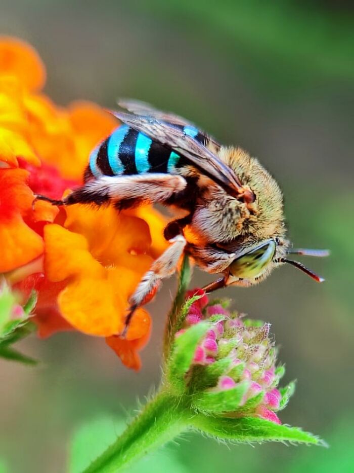 Macro photo of a tiny blue-striped bee perched on an orange flower, revealing a hidden world of tiny creatures.