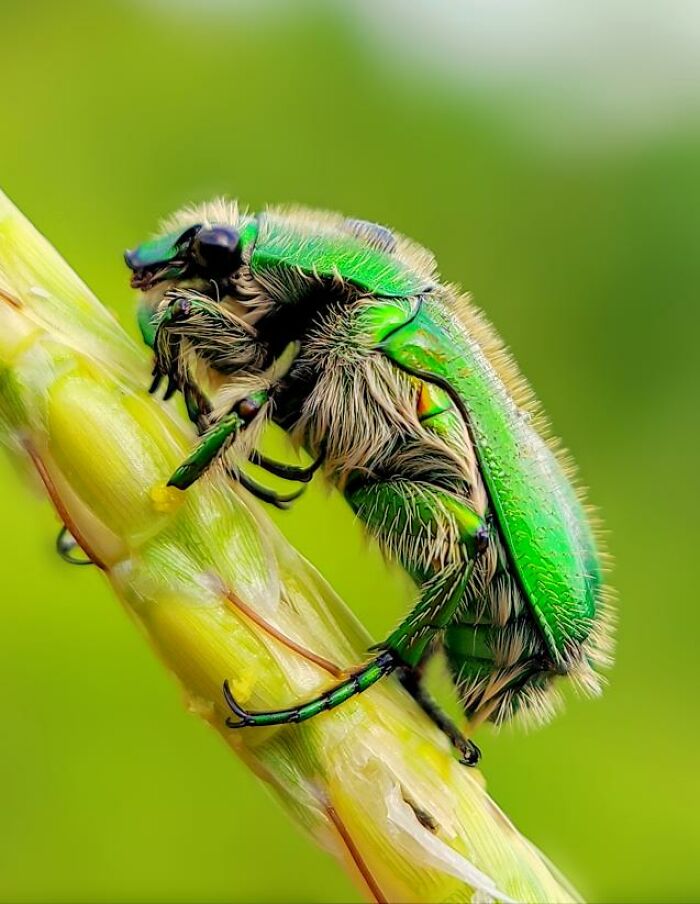 Close-up macro photo of a vibrant green beetle on a plant stem revealing tiny creature details.