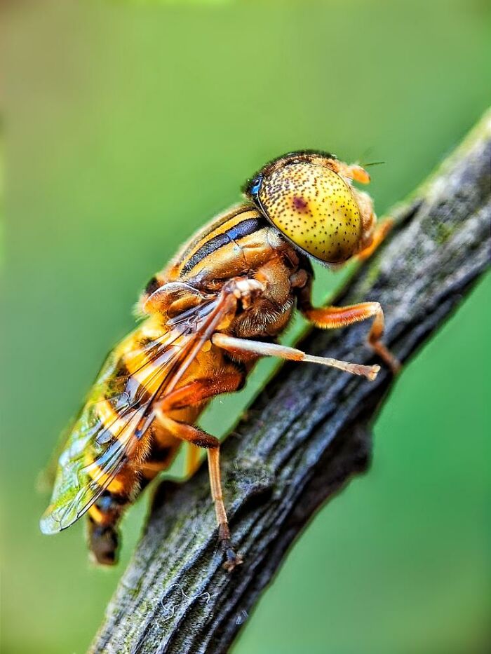 Close-up macro photo of a tiny insect with yellow eyes and striped body perched on a textured branch revealing a hidden world.