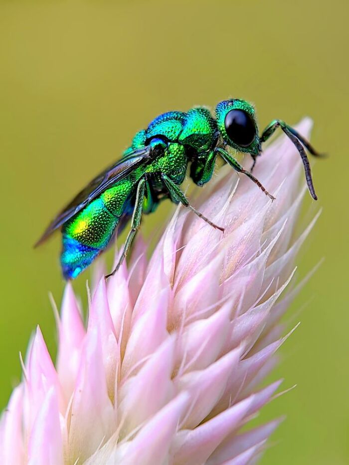 Close-up macro photo of a vibrant green and blue tiny insect perched on a soft pink flower bud.