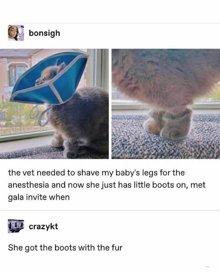Cat wearing a cone with shaved legs showing fur "boots," a funny and cute animal meme bringing positivity.