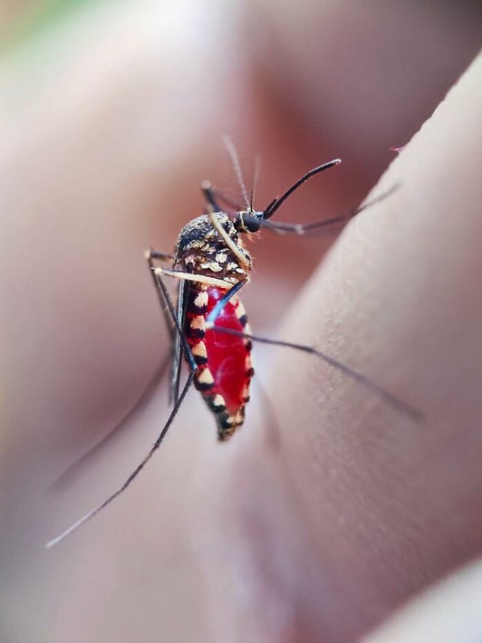 Macro photo of a tiny mosquito with a blood-filled abdomen on human skin, revealing a hidden world of tiny creatures.