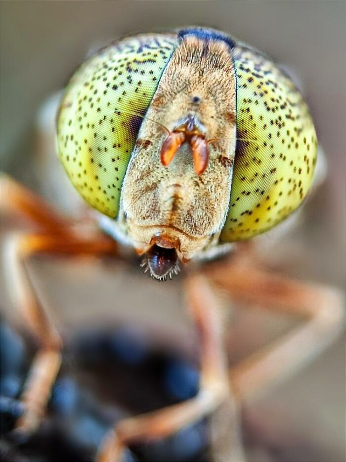 Extreme close-up macro photo of a tiny insect showcasing detailed eyes and facial features in a hidden world of tiny creatures.