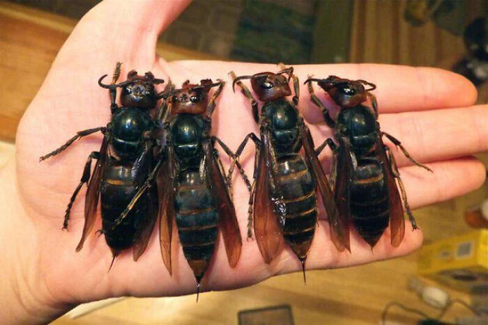 Close-up of large black wasps on a hand, illustrating a tragic incident involving father and son during vacation zip-lining.