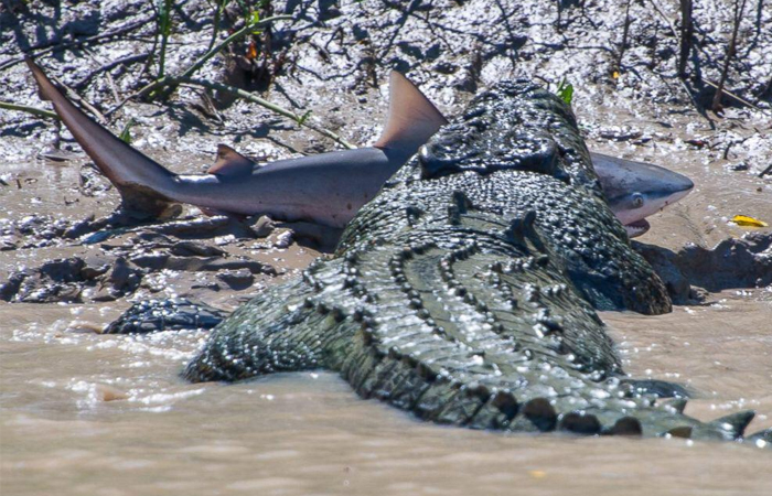Large crocodile dragging a shark in muddy water, one of the fierce contenders for strongest animal in the world.