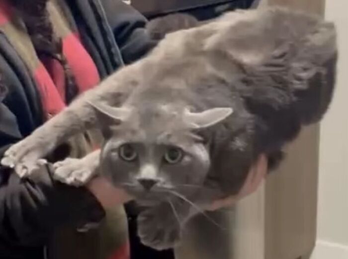 Awkward photo of a cat with wide eyes being held stretched out, one of the many funny pet moments shared by people.