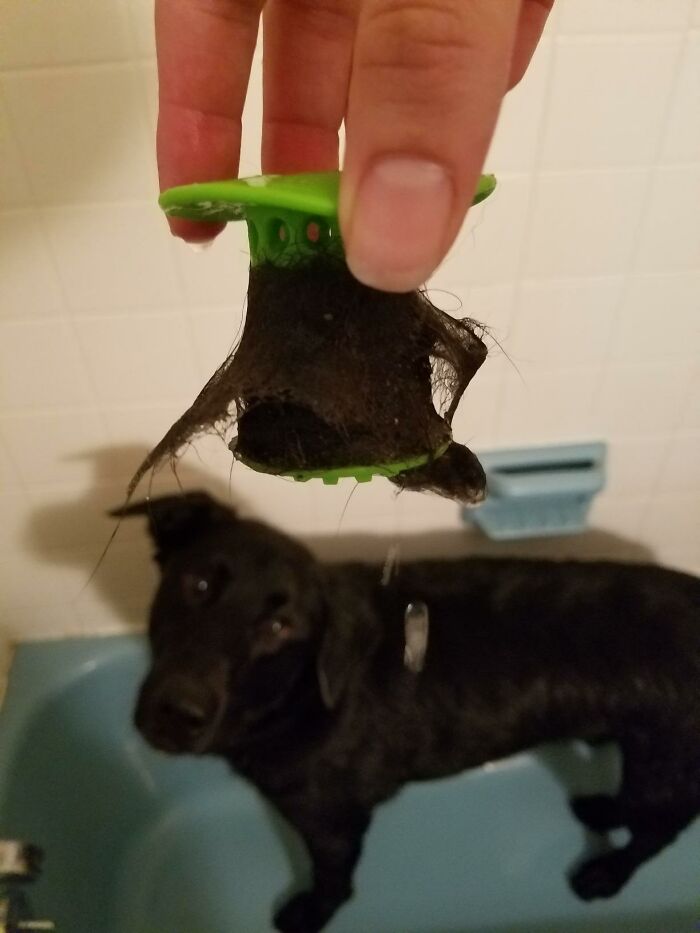 Hand holding a green drain clog remover covered with hair, with a black dog standing in a blue bathtub below.