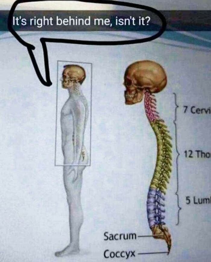 An educational meme showing a human skeleton and spine with a funny caption about its position behind the body.