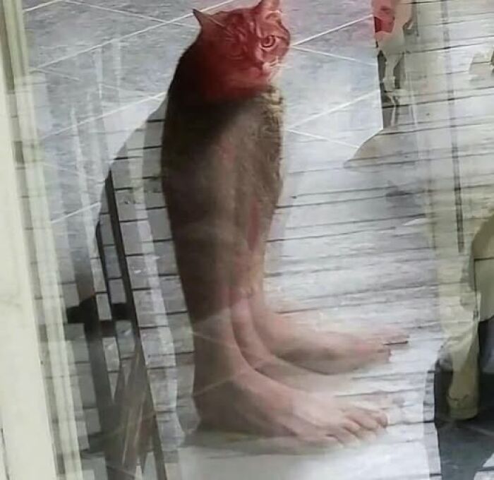 Reflection photo showing a cat's face blending with human legs on a porch, a hard-to-miss visual that goes hard.